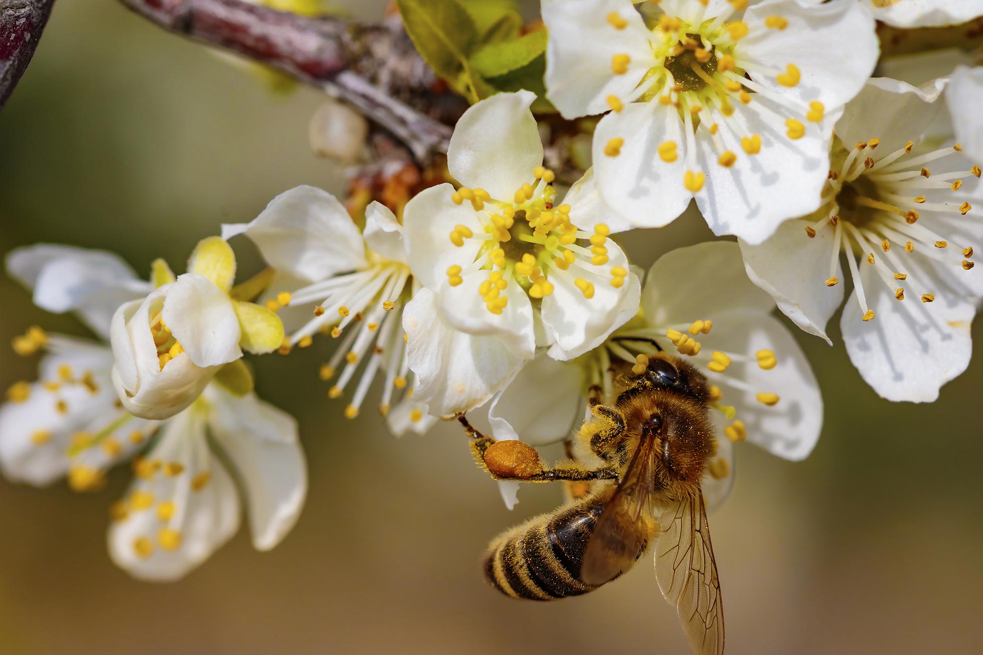 Abeille butine